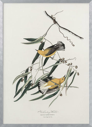 Prothonotary Warbler From Birds of America (1827) | Poster - Silver Frame Interior