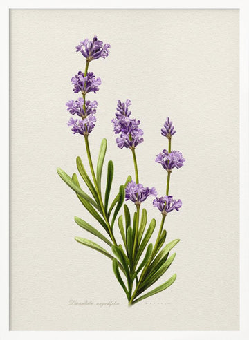 Elegant Lavender Botanical | Poster - White Frame Interior