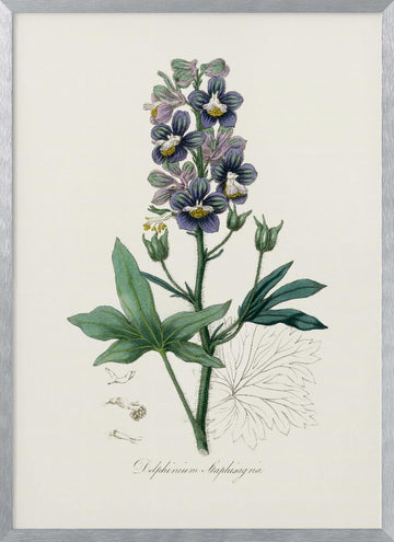 Delphinum Staphisagria Medical Botany | Poster - Silver Frame Interior