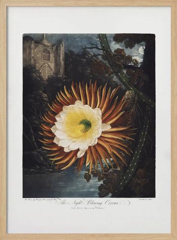 The Night–Blowing Cereus from The Temple of Flora (1807) | Poster - Wood Frame Interior
