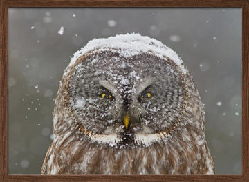 Great Grey Owl Winter | Poster - Walnut Frame Interior