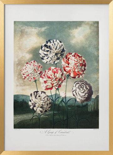 A Group of Carnations from The Temple of Flora (1807) | Poster - Gold Frame Interior