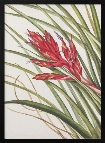 Quill Leaf Tillandsia From North American Wildflowers (1925) By Mary Vaux Walcott | Poster - Black Metal Frame Interior