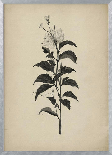 Vintage Botanical Illustration | Poster - Silver Frame Interior