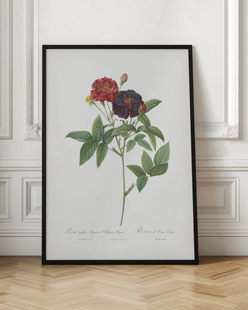 Rose of Van Eeden, Les Roses (1817–1824) | Poster - Room Interior 1