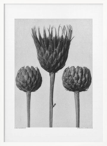Serratula Nudicaulis | Poster - White Frame Interior