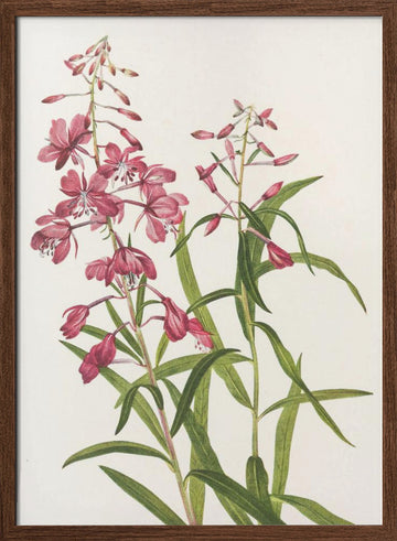 Fireweed From North American Wildflowers (1925) By Mary Vaux Walcott. | Poster - Walnut Frame Interior