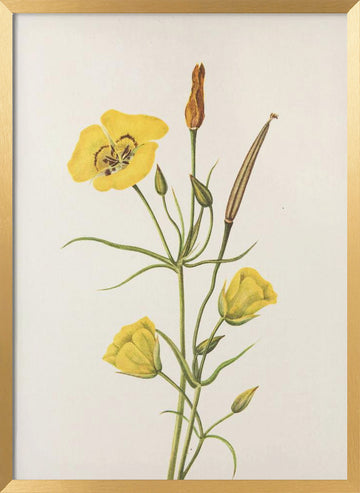 Goldenbowl Mariposa From North American Wildflowers (1925) By Mary Vaux Walcott | Poster - Gold Frame Interior