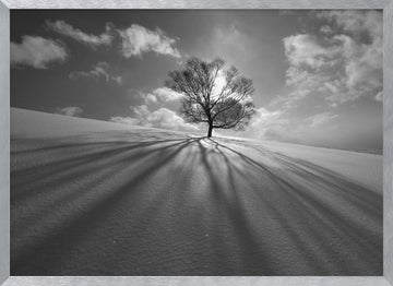 Winter Tree Long Shadows | Poster - Silver Frame Interior