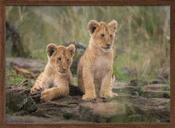 Two Adorable Lion Cubs | Poster - Walnut Frame Interior