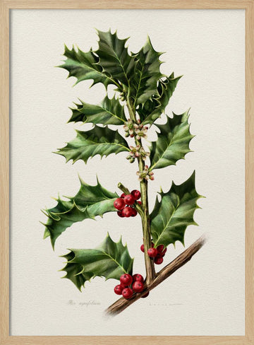Festive Holly Berries | Poster - Wood Frame Interior