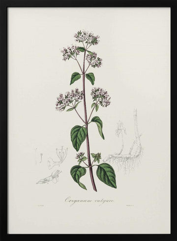 Oregano (origanum Vulgare) Medical Botany | Poster - Black Metal Frame Interior