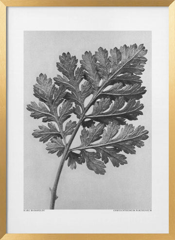 Chrysanthemum parthenium | Poster - Gold Frame Interior