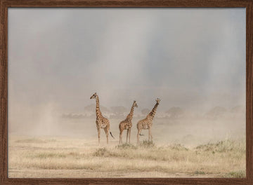 Giraffes in Golden Dust | Poster - Walnut Frame Interior