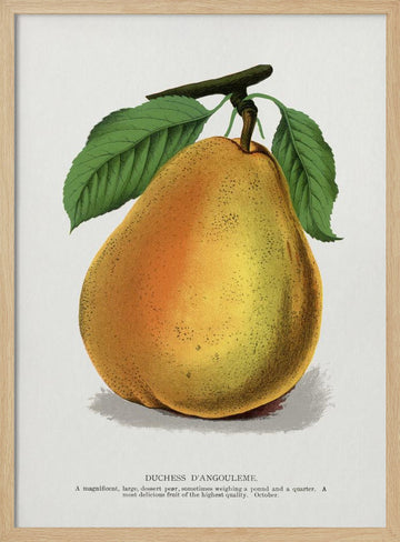 Duchess D'angouleme Pear Lithograph | Poster - Wood Frame Interior