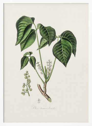 Poison Ivy (rhus Toxicodendron) Medical Botany | Poster - White Frame Interior