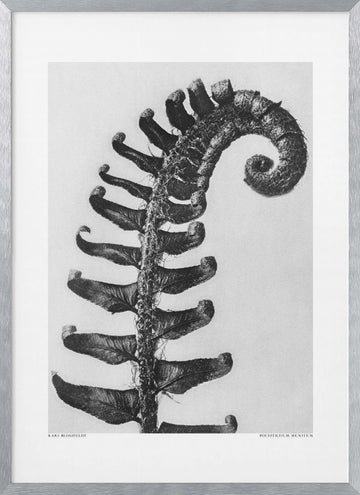 Polystichum Munitum | Poster - Silver Frame Interior