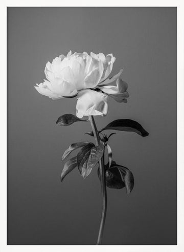 Monochrome Peony Flower | Poster - White Frame Interior