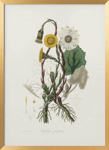 Coltsfoot (tussilago Farfara)  Medical Botany | Poster - Gold Frame Interior