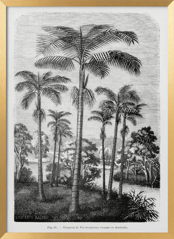 Vintage Palm Tree Drawing Ii | Poster - Gold Frame Interior