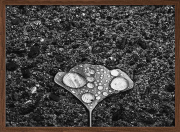 Ginkgo Leaf Water Drops | Poster - Walnut Frame Interior