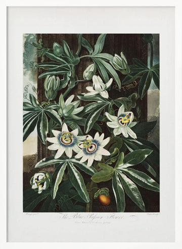 The Passiflora Cerulea from The Temple of Flora (1807) | Poster - White Frame Interior
