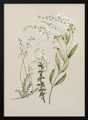 Veronica Drawn By Sarah Featon (1848–1927) | Poster - Black Metal Frame Interior