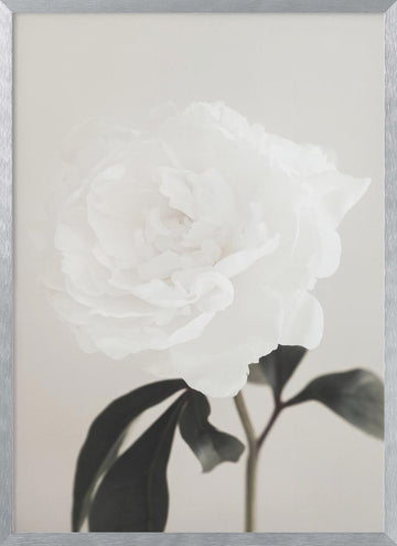Elegant White Peony | Poster - Silver Frame Interior