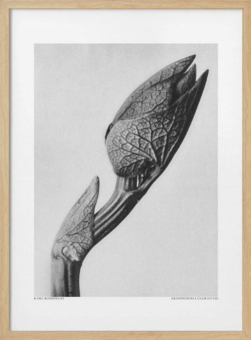 Aristolochia clematitis | Poster - Wood Frame Interior