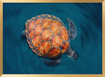 spin turtle | Poster - Gold Frame Interior