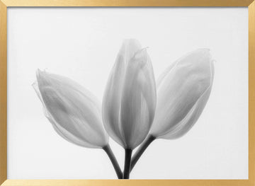 Soft White Tulips | Poster - Gold Frame Interior