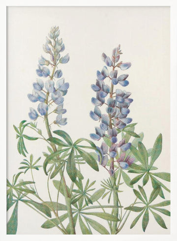 Sundial Lupine From North American Wildflowers (1925) By Mary Vaux Walcott | Poster - White Frame Interior