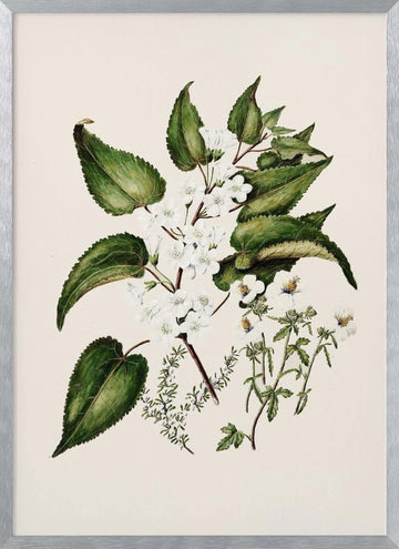 Hibiscus Trianium  By Sarah Featon (1848–1927 | Poster - Silver Frame Interior