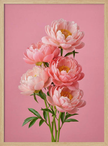 Delicate Pink Peonies | Poster - Wood Frame Interior