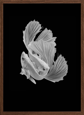 Betta Fish Dance | Poster - Walnut Frame Interior