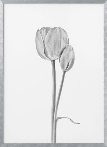 Elegant Tulip Pair | Poster - Silver Frame Interior