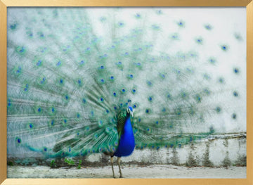 Vibrant Peacock Display | Poster - Gold Frame Interior