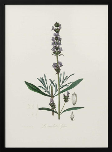 Lavender (lavandula Ipica)  Medical Botany | Poster - Black Metal Frame Interior