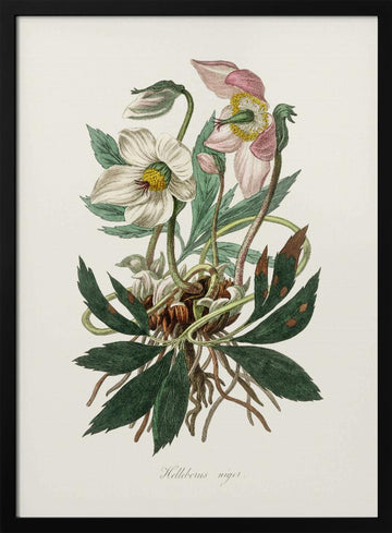 Christmas Rose (helleborus Niger)  Medical Botany | Poster - Black Metal Frame Interior