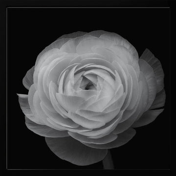 Grayscale Floral Elegance | Poster - Black Metal Frame Interior