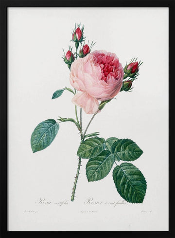 Rosier a Cent Feuilles, From Les Roses | Poster - Black Metal Frame Interior