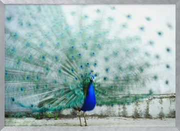 Vibrant Peacock Display | Poster - Silver Frame Interior