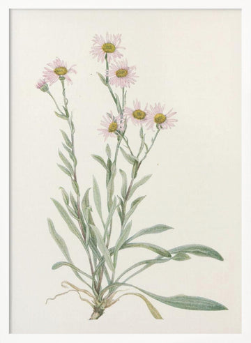Pink Fleabane From North American Wildflowers (1925) By Mary Vaux Walcott | Poster - White Frame Interior