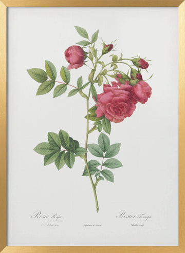 Turnip Roses, Les Roses (1817–1824) | Poster - Gold Frame Interior