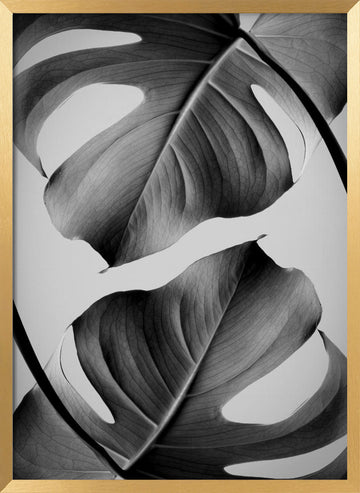 Tropical Monstera Forms | Poster - Gold Frame Interior