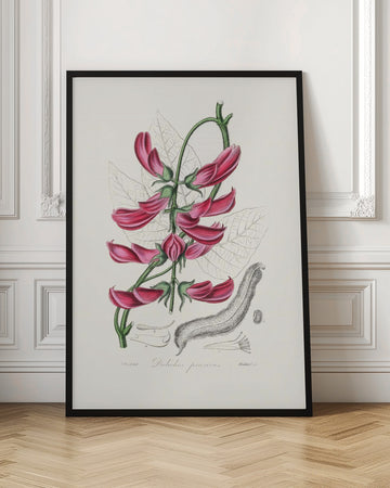 Mucuna Pruriens (dolichos Pruriens) Medical Botany | Poster - Room Interior 1