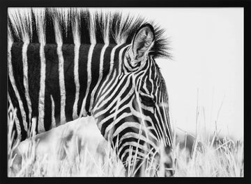 Monochrome Zebra Grace | Poster - Black Metal Frame Interior