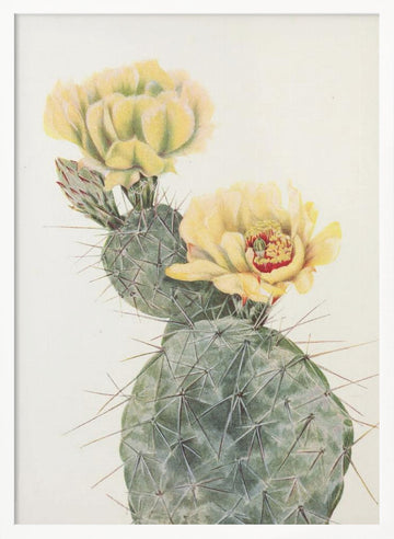 Missouri Prickly Pear From North American Wildflowers (1925) By Mary Vaux Walcott. | Poster - White Frame Interior