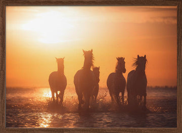 Wild Horses Sunset Run | Poster - Walnut Frame Interior