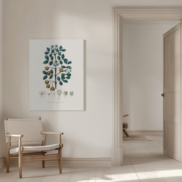 Guaiacwood (guaiacum Officinale) Medical Botany | Canvas - Room Interior 1